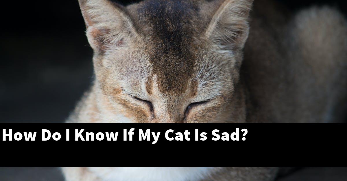 How Do I Know If My Cat Is Sad?