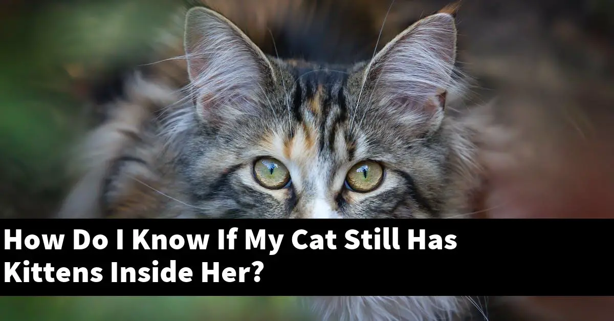 How Do I Know If My Cat Still Has Kittens Inside Her?