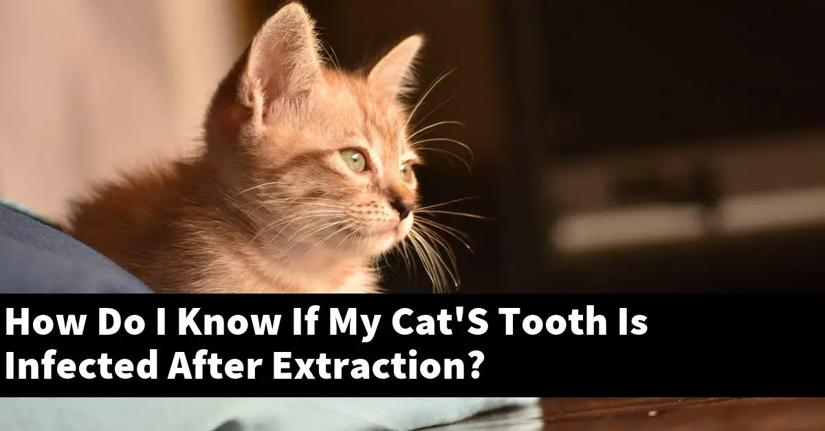 How Do I Know If My Cat'S Tooth Is Infected After Extraction?