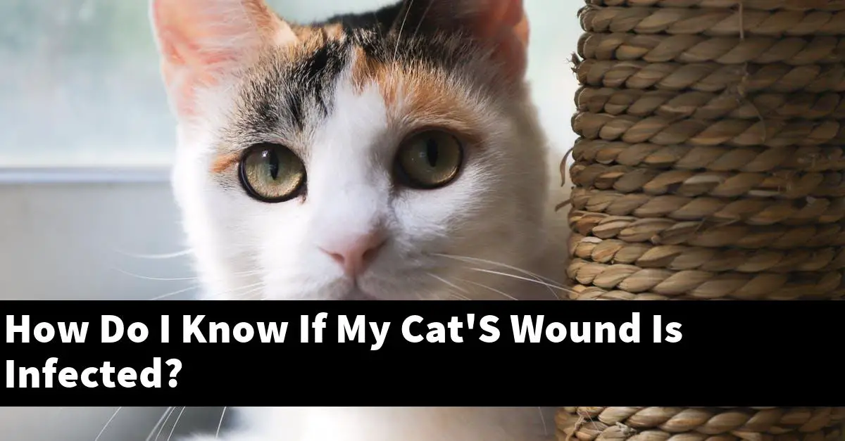 How Do I Know If My Cat'S Wound Is Infected?