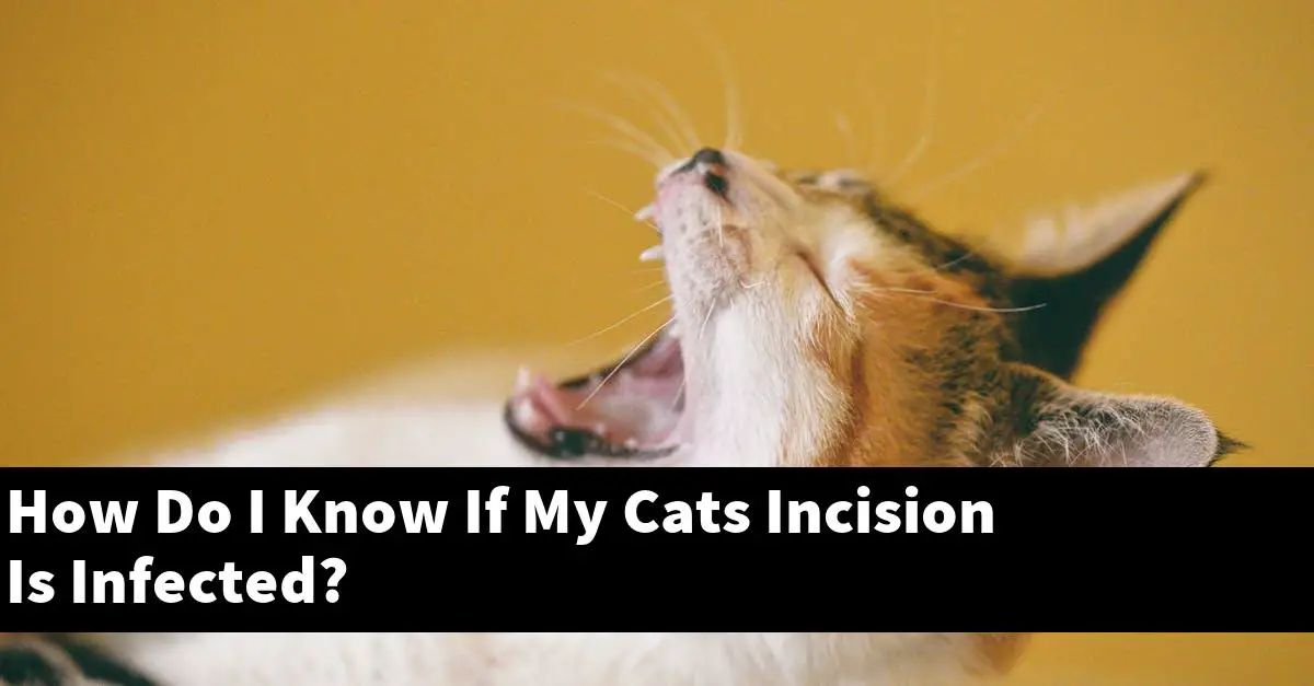 How Do I Know If My Cats Incision Is Infected?