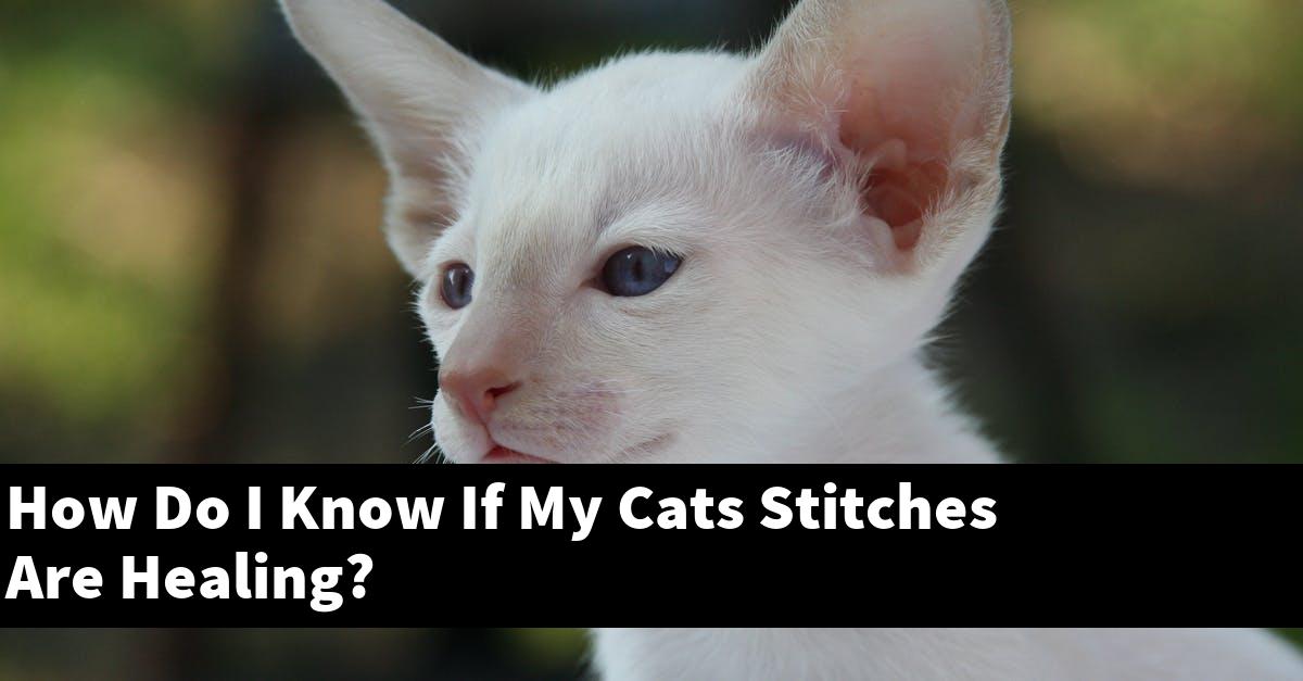 How Do I Know If My Cats Stitches Are Healing?