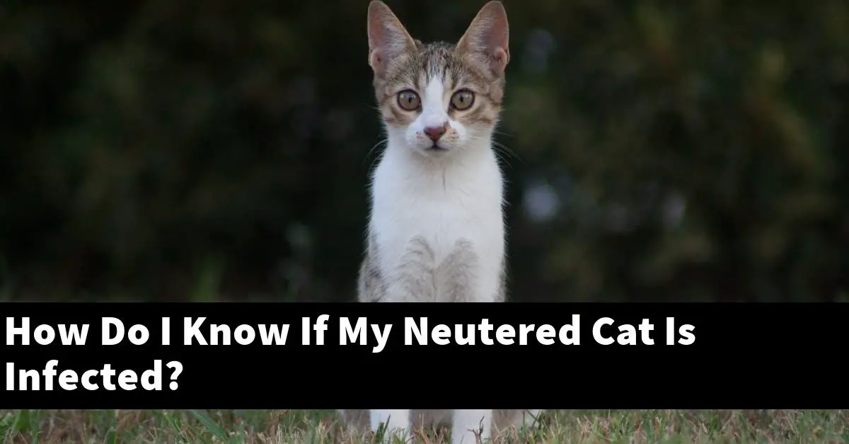 How Do I Know If My Neutered Cat Is Infected?