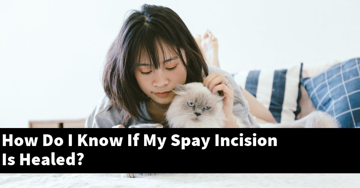 How Do I Know If My Spay Incision Is Healed?