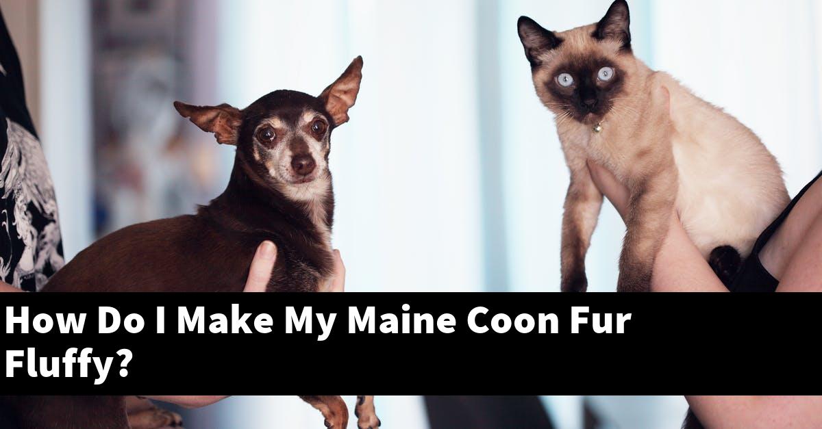 How Do I Make My Maine Coon Fur Fluffy?