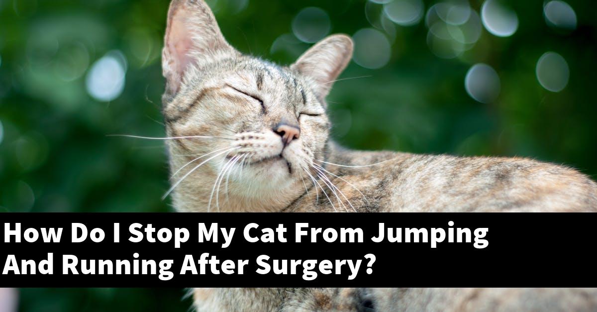 How Do I Stop My Cat From Jumping And Running After Surgery?
