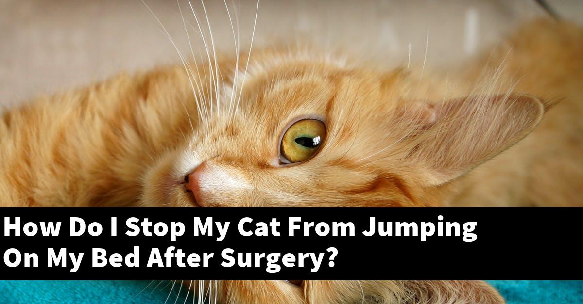 How Do I Stop My Cat From Jumping On My Bed After Surgery?