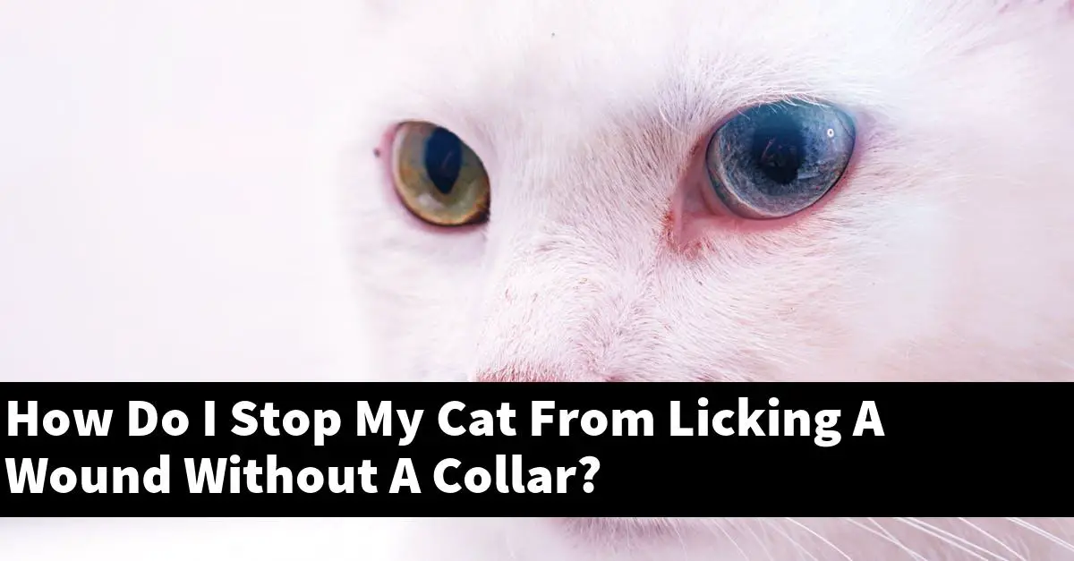 How Do I Stop My Cat From Licking A Wound Without A Collar?