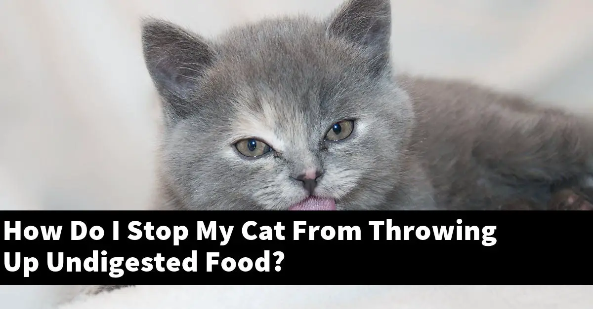 How Do I Stop My Cat From Throwing Up Undigested Food?
