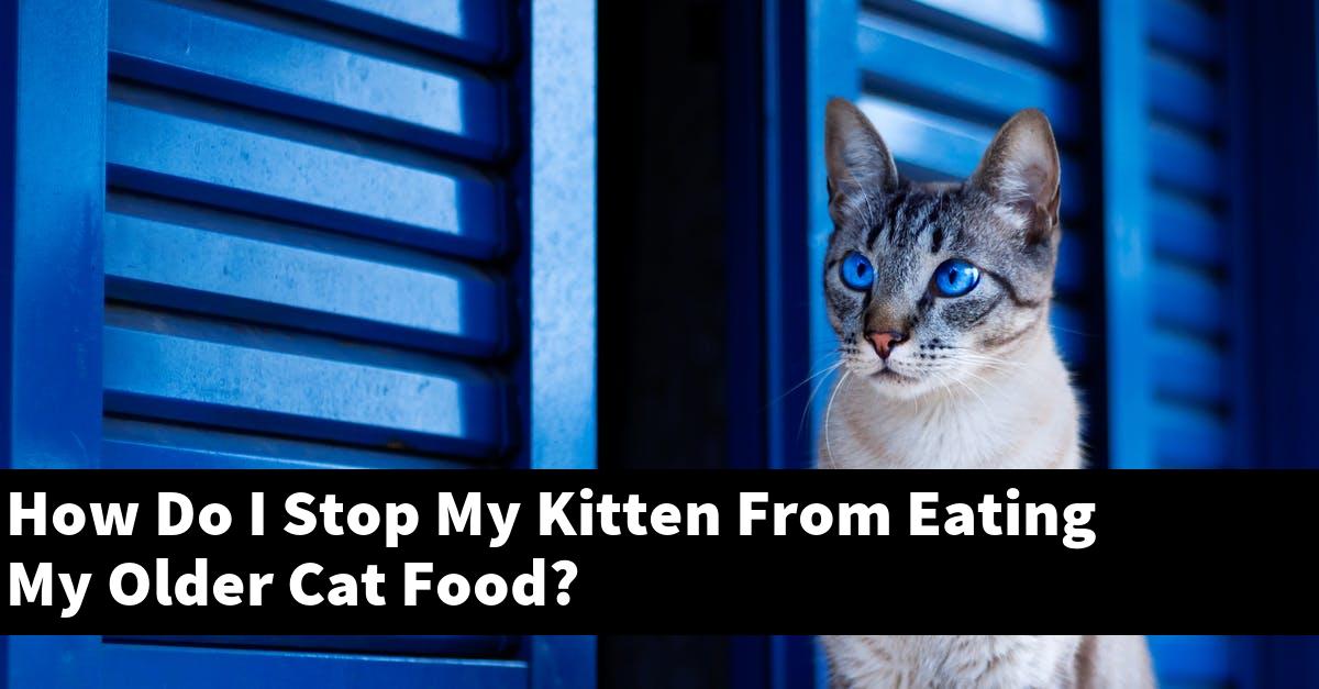 How Do I Stop My Kitten From Eating My Older Cat Food?