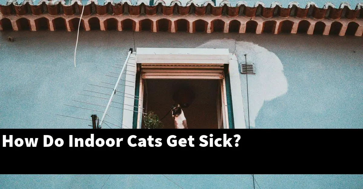 How Do Indoor Cats Get Sick?