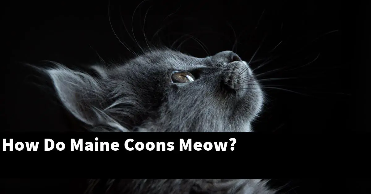How Do Maine Coons Meow?