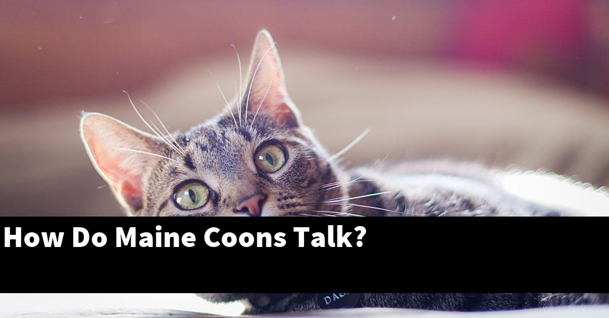 How Do Maine Coons Talk?