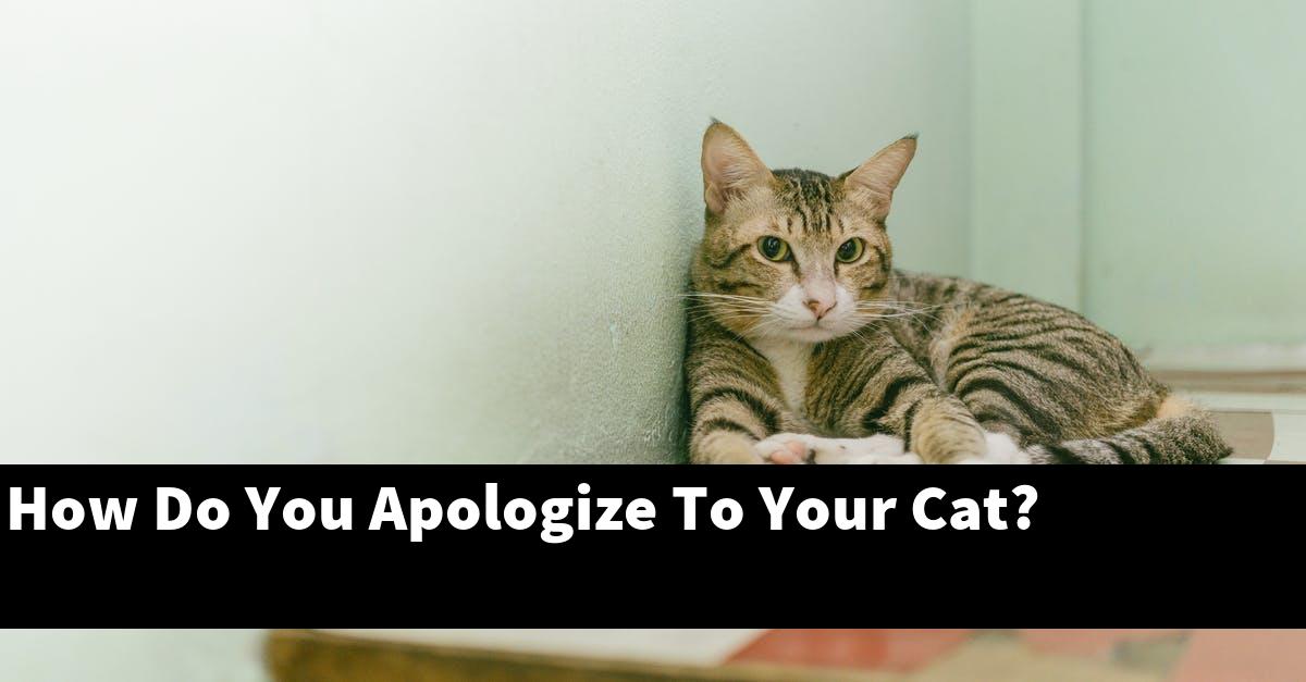 How Do You Apologize To Your Cat?