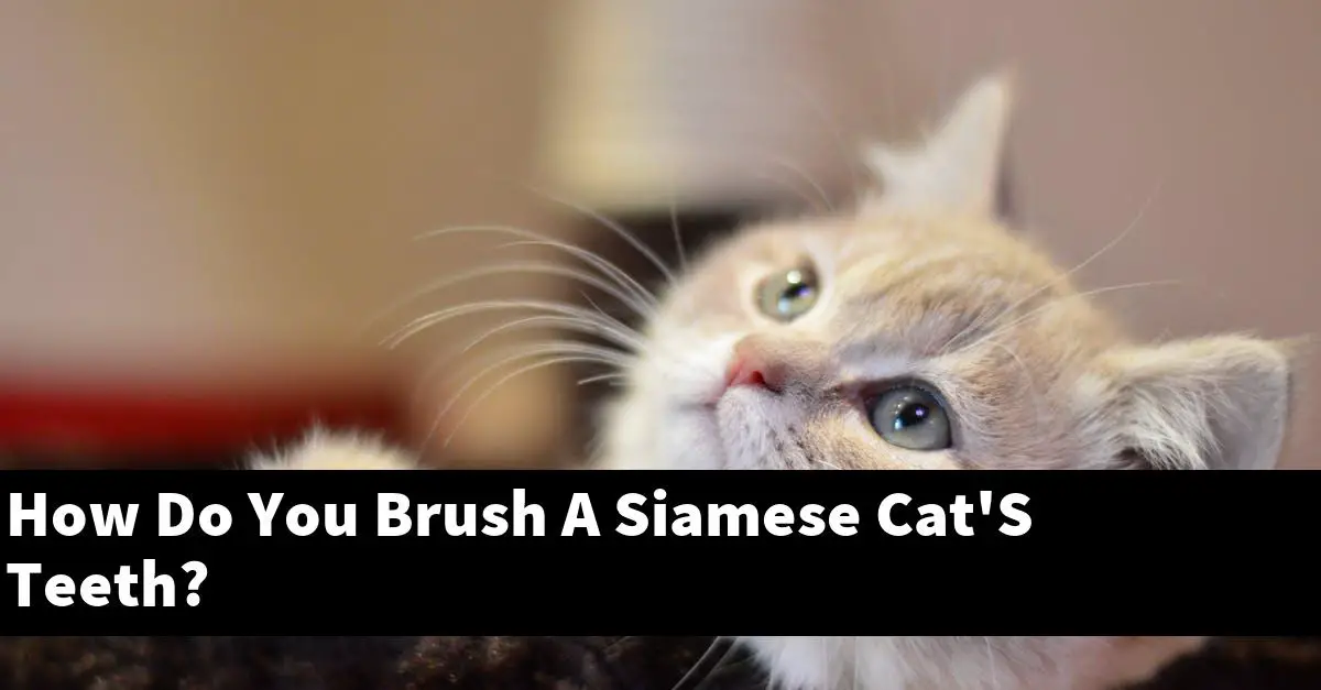 How Do You Brush A Siamese Cat'S Teeth?