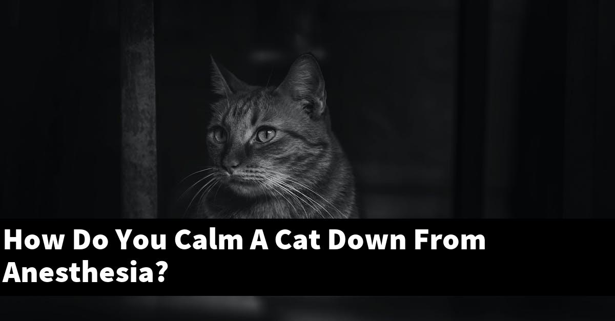 How Do You Calm A Cat Down From Anesthesia?