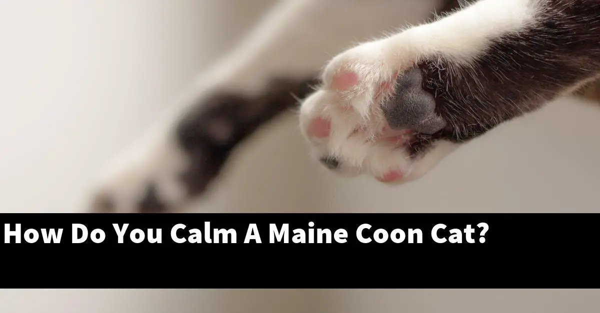 How Do You Calm A Maine Coon Cat?