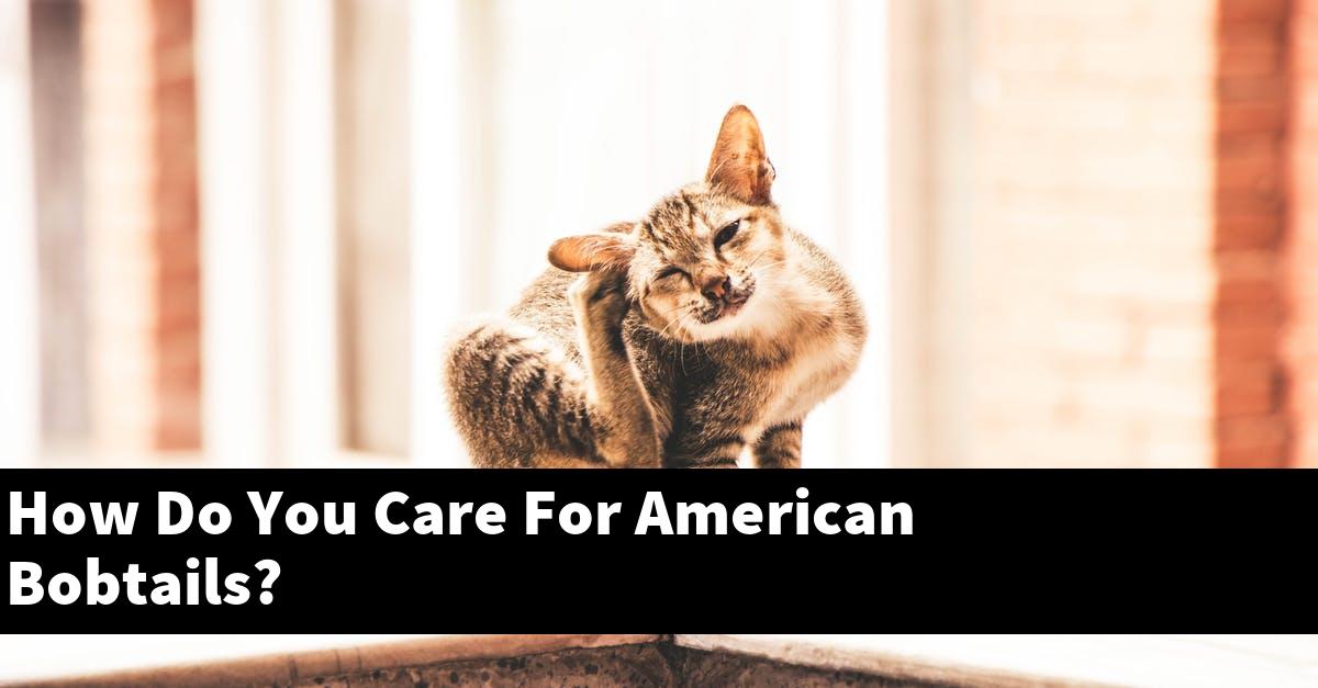 How Do You Care For American Bobtails?