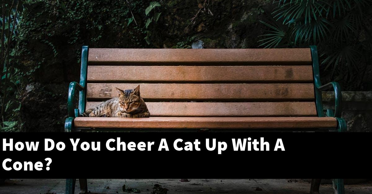 How Do You Cheer A Cat Up With A Cone?