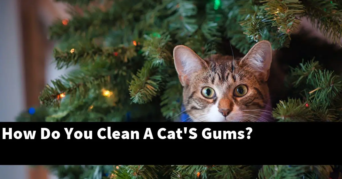 How Do You Clean A Cat'S Gums?