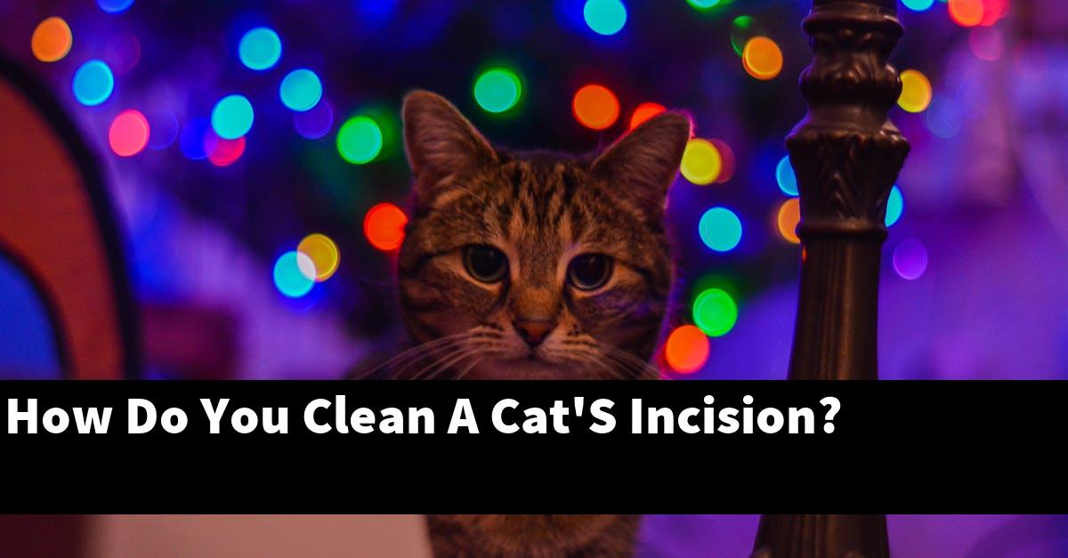 How Do You Clean A Cat'S Incision?
