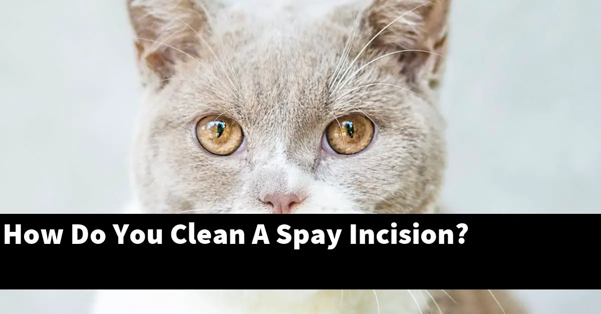 How Do You Clean A Spay Incision?