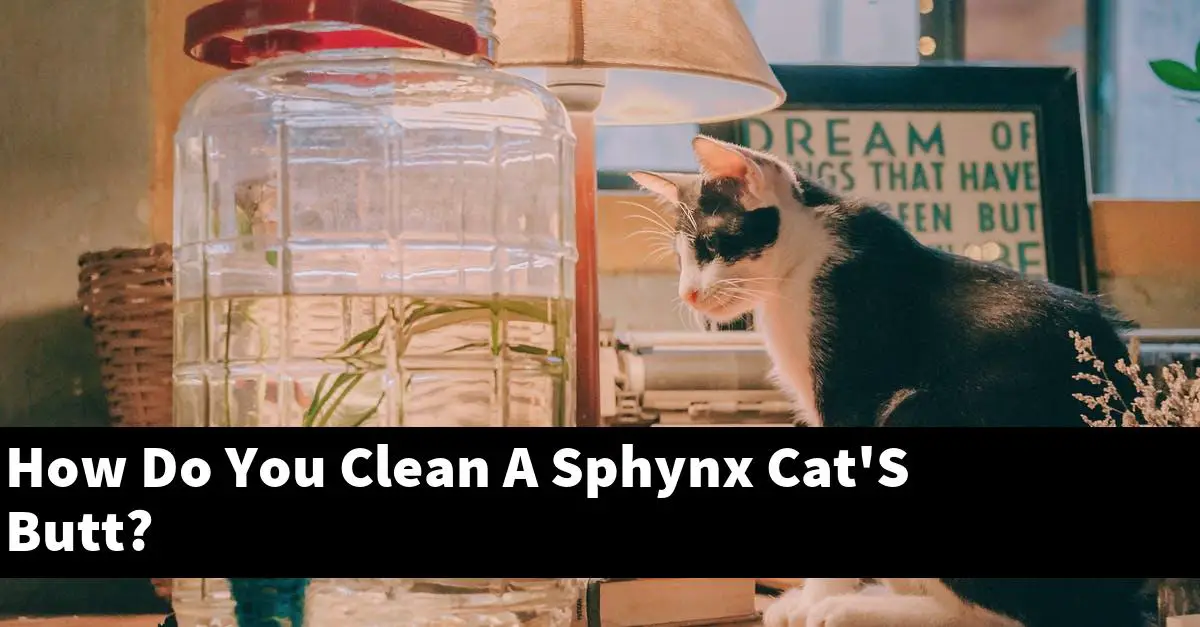 How Do You Clean A Sphynx Cat'S Butt?