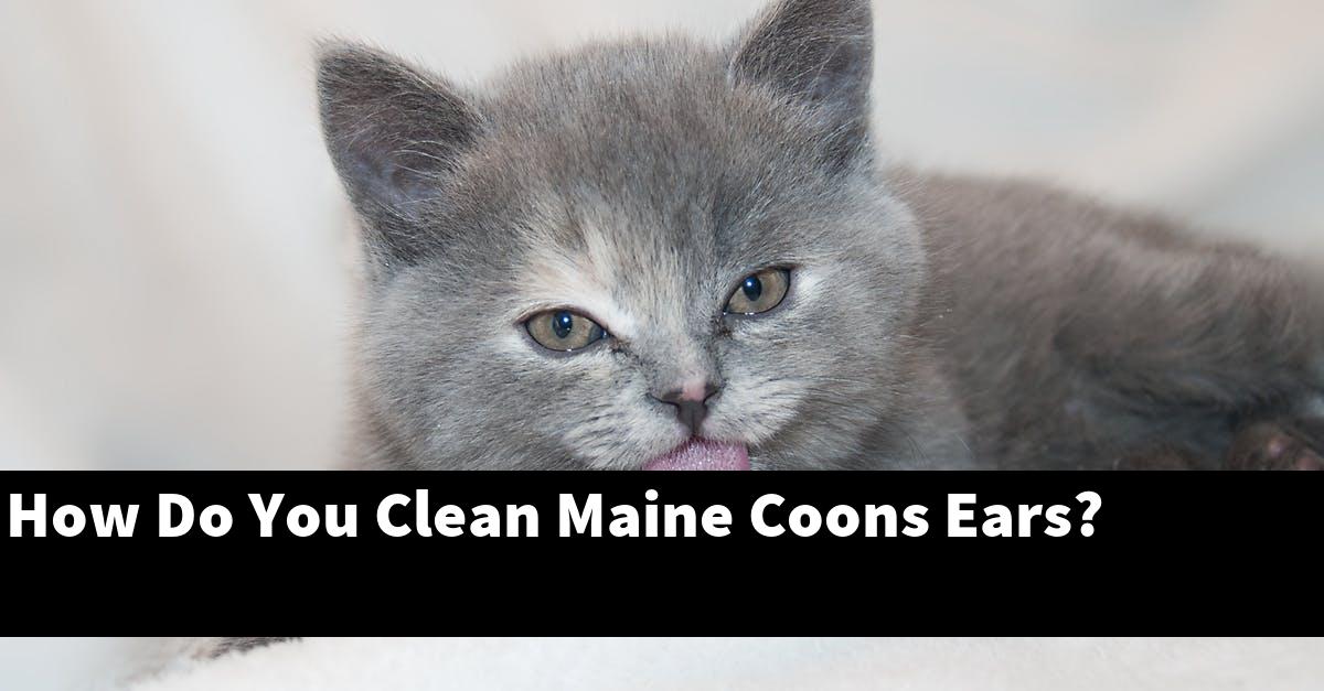 How Do You Clean Maine Coons Ears?
