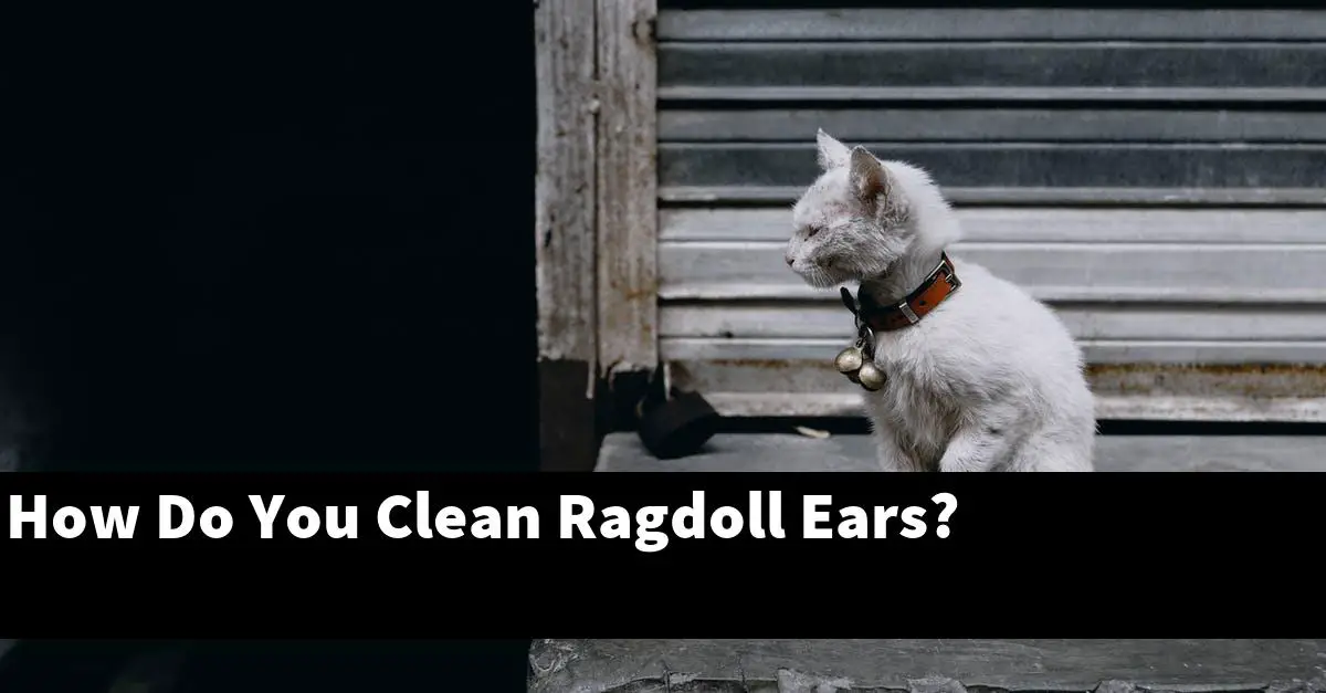 How Do You Clean Ragdoll Ears?