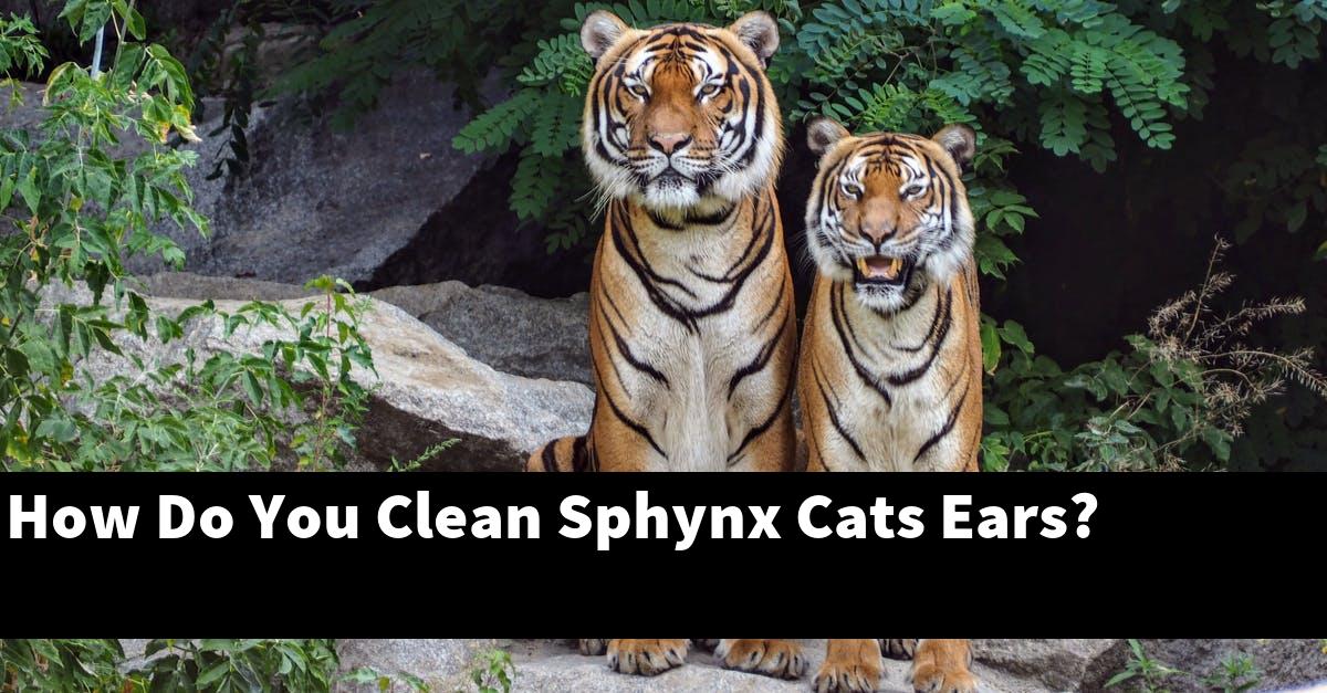 How Do You Clean Sphynx Cats Ears?