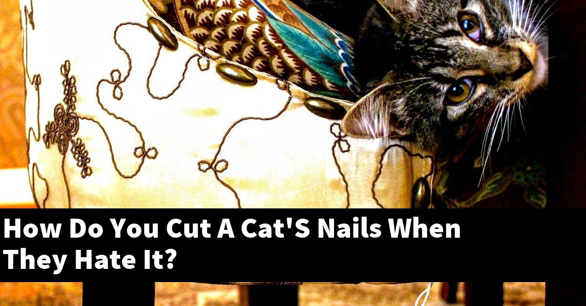 How Do You Cut A Cat'S Nails When They Hate It?