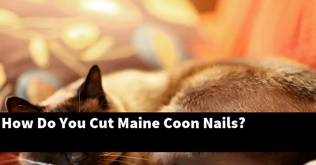 How Do You Cut Maine Coon Nails?