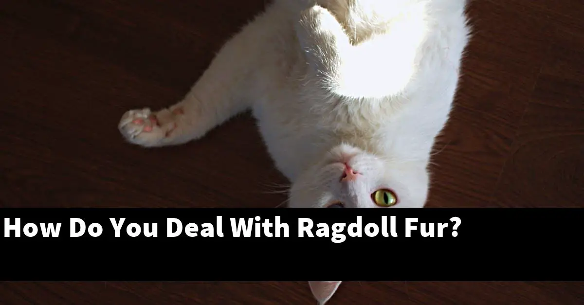 How Do You Deal With Ragdoll Fur?