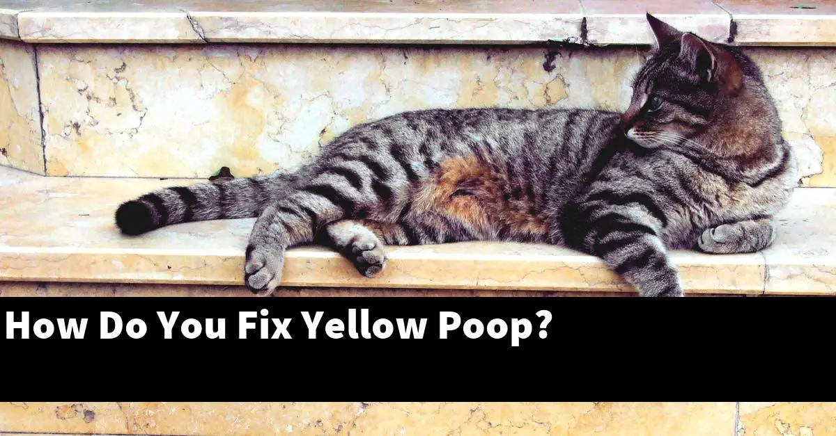 How Do You Fix Yellow Poop?