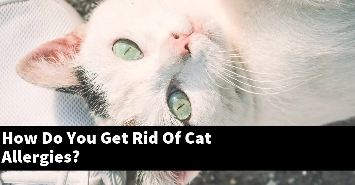 How Do You Get Rid Of Cat Allergies?