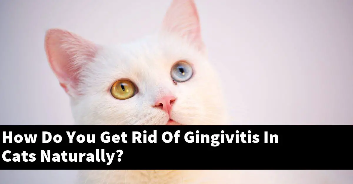 How Do You Get Rid Of Gingivitis In Cats Naturally?