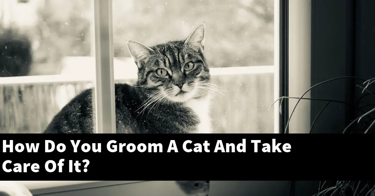 How Do You Groom A Cat And Take Care Of It?