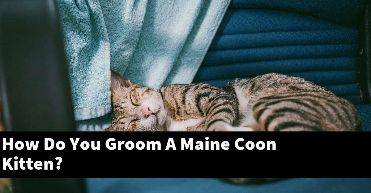 How Do You Groom A Maine Coon Kitten?