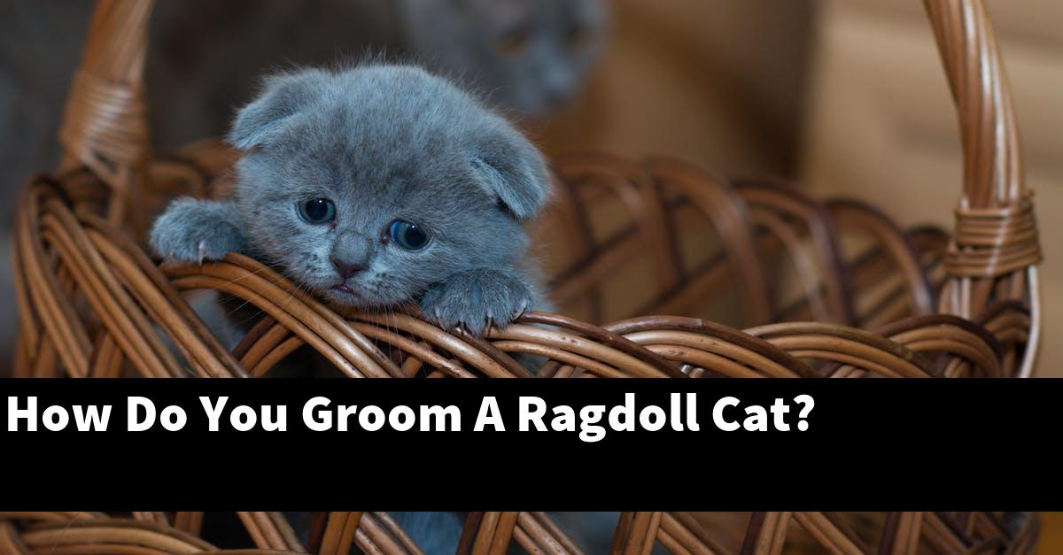 How Do You Groom A Ragdoll Cat?
