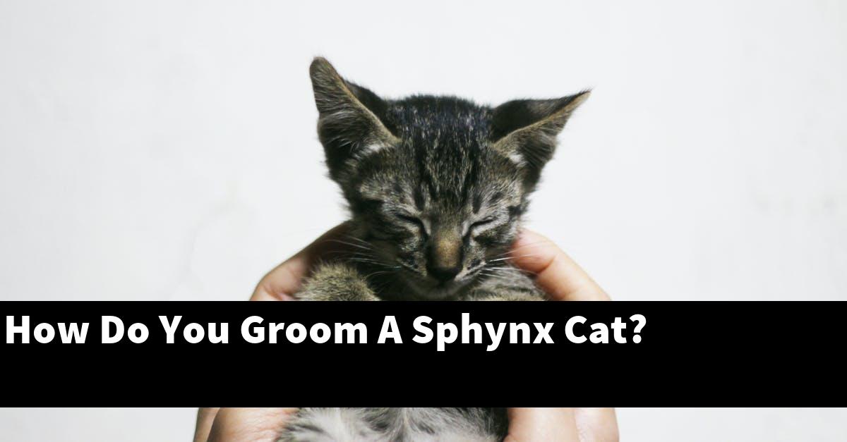 How Do You Groom A Sphynx Cat?