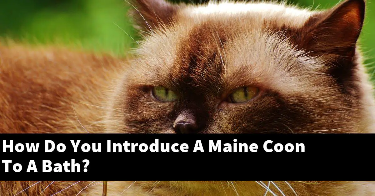 How Do You Introduce A Maine Coon To A Bath?