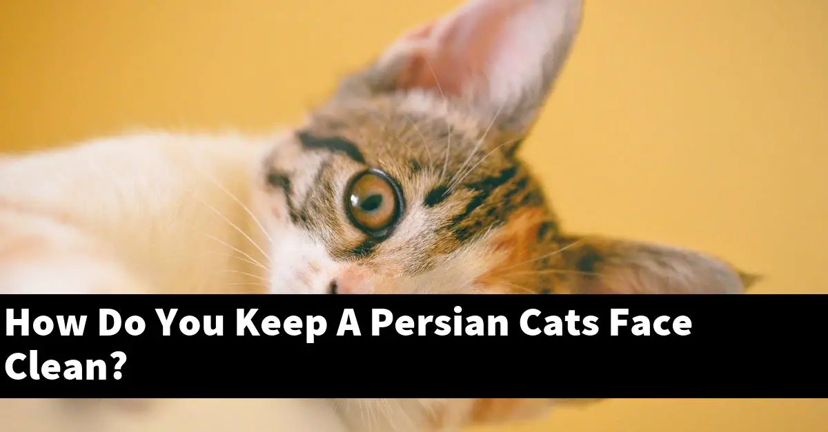 How Do You Keep A Persian Cats Face Clean?