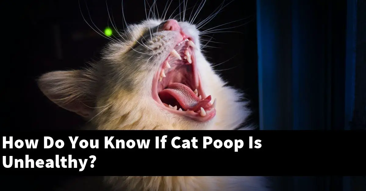 How Do You Know If Cat Poop Is Unhealthy?