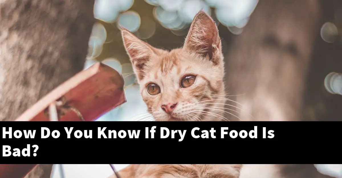 How Do You Know If Dry Cat Food Is Bad?