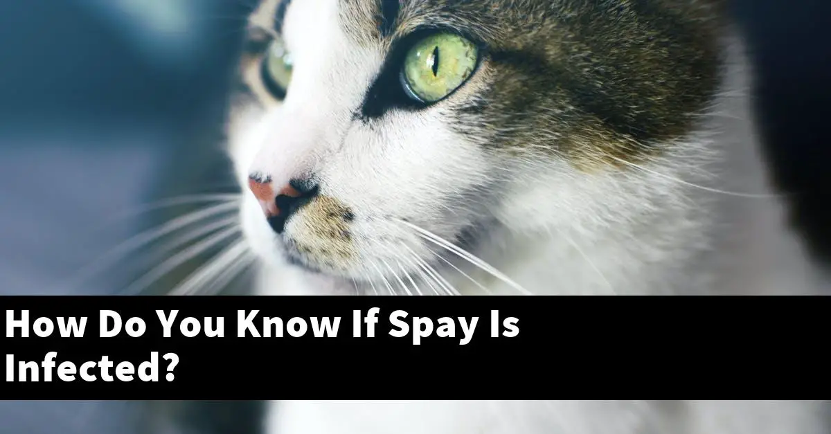 How Do You Know If Spay Is Infected?