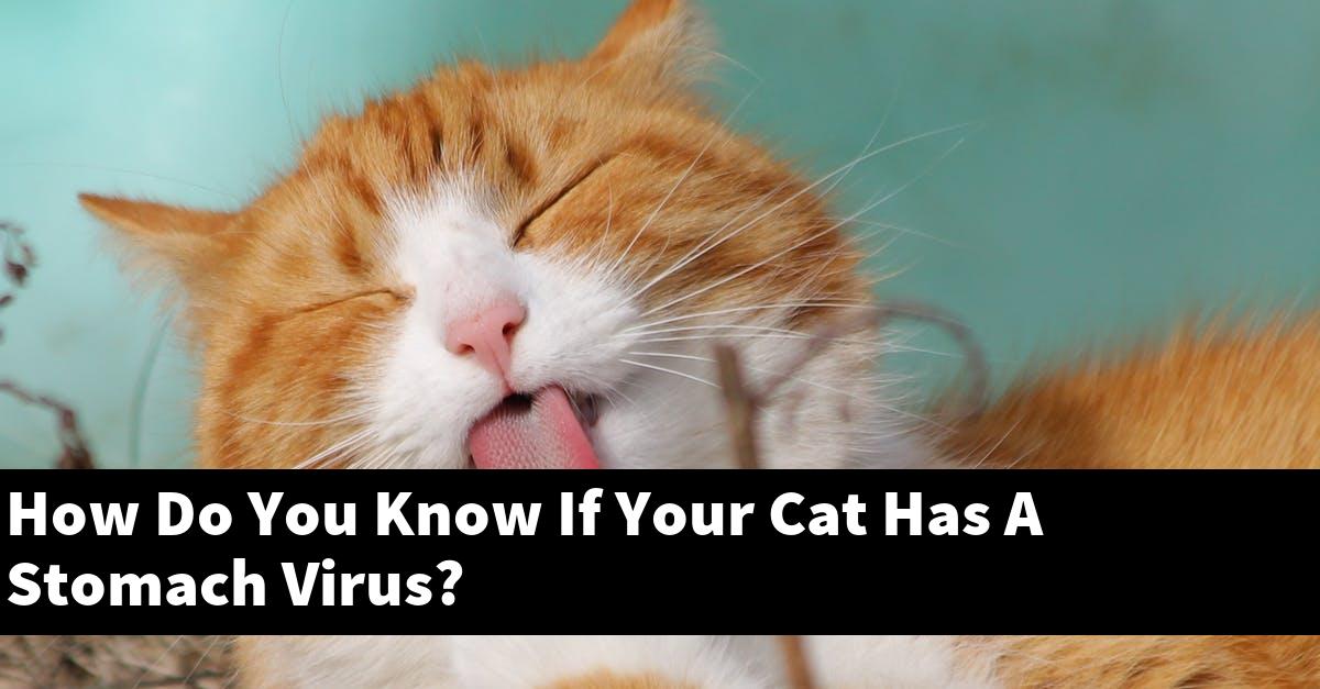 How Do You Know If Your Cat Has A Stomach Virus?