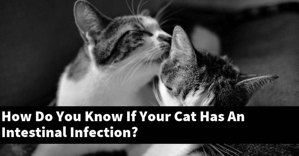 How Do You Know If Your Cat Has An Intestinal Infection?