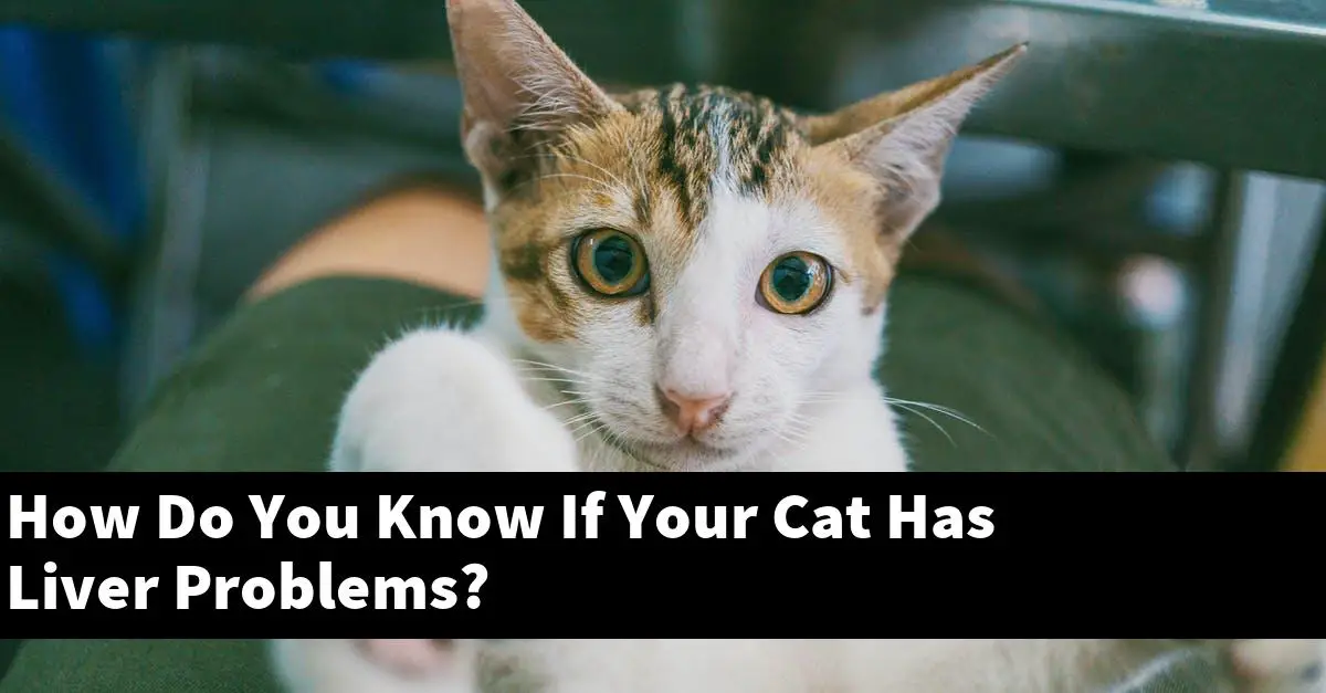 How Do You Know If Your Cat Has Liver Problems?