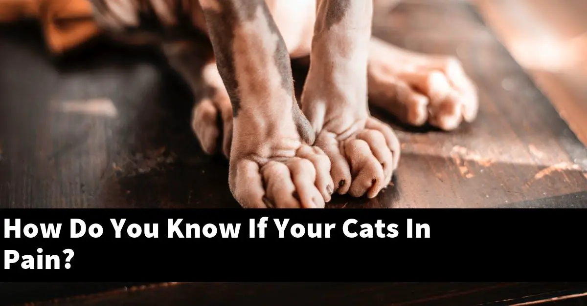 How Do You Know If Your Cats In Pain?