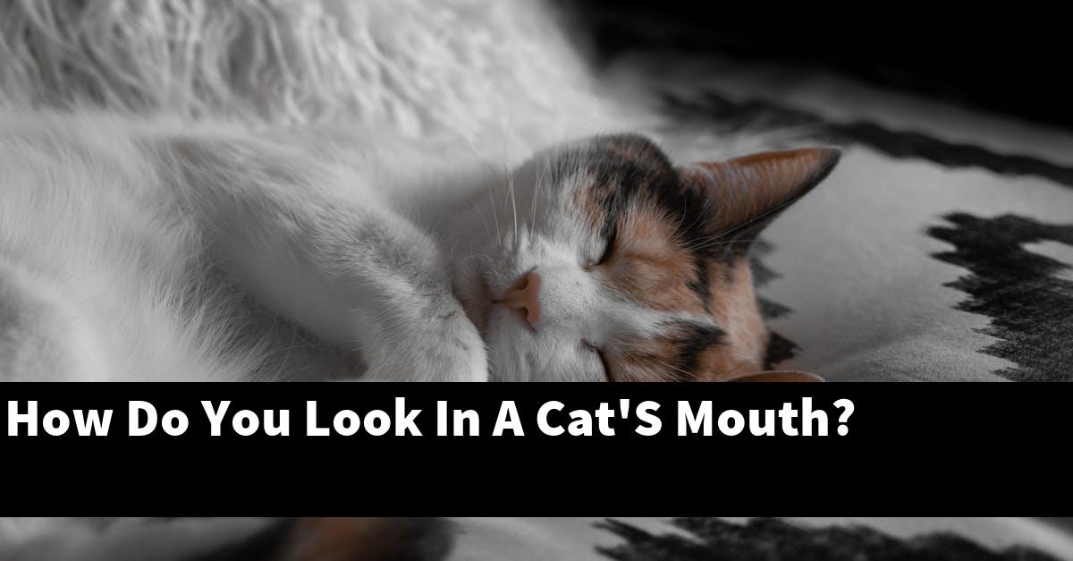 How Do You Look In A Cat'S Mouth?